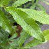Quercus acutissima - dub nejšpičatější