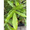 Quercus acutissima - dub nejšpičatější