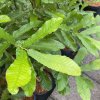 Quercus acutissima - dub nejšpičatější