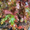 Quercus bimundorum (x) 'CRIMSON SPIRE' - dub