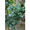 Quercus cerris 'Curly Head' - dub cer