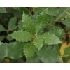 Quercus ilex - dub cesmínovitý