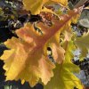 Quercus macrocarpa - dub velkoplodý