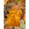 Quercus macrocarpa - dub velkoplodý