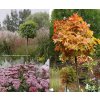 Quercus palustris 'Green Dwarf' - dub bahenní
