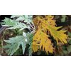 Quercus robur 'Pectinata' - dub letní