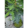 Quercus robur 'Pyramidalis Punctata' - dub letní