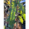 Quercus robur 'Scolopendriifolia' - dub letní