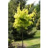 Quercus rubra 'Aurea' - dub červený