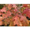 Quercus schumardii - dub Shumardův