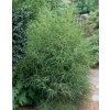 Rhamnus frangula 'Asplenifolia' - krušina olšová