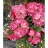 Rhododendron 'Fantastica' (Y) - pěnišník