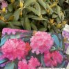 Rhododendron 'Kalinka' (Y) - pěnišník