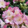Rhododendron 'Percy Wiseman' (Y) - pěnišník