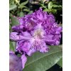 Rhododendron 'Alfred' - pěnišník