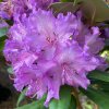 Rhododendron 'Alfred' - pěnišník