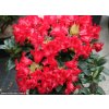 Rhododendron 'Bengal' - pěnišník zakrslý