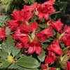 Rhododendron 'Bengal' kmínek - pěnišník zakrslý