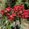 Rhododendron 'Bengal' kmínek - pěnišník zakrslý