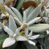 Rhododendron 'Bengt's Bear' - pěnišník