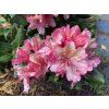 Rhododendron 'Brasilia' - pěnišník