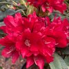 Rhododendron 'Brisanz' - pěnišník