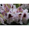 Rhododendron 'Calsap' - pěnišník