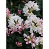 Rhododendron 'Cunninghams White' - pěnišník