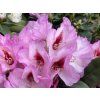 Rhododendron 'Danuta' - pěnišník