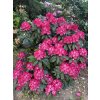 Rhododendron 'Germania' - pěnišník