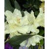 Rhododendron 'Goldkrone' - pěnišník