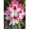Rhododendron 'Cherry Cheesecake' - pěnišník
