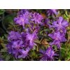 Rhododendron impeditum 'Azurika' - rododendron/ pěnišník skalkový
