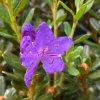 Rhododendron impeditum 'Purple Pillow' - rododendron/ pěnišník skalkový