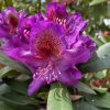Rhododendron 'Izabela Czartoryska' - pěnišník