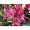 Rhododendron 'Jan III Sobieski' - pěnišník