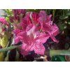 Rhododendron 'Jan III Sobieski' - pěnišník