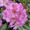 Rhododendron 'Kazimierz Odnowiciel II/ Royal Violet' - pěnišník