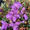 Rhododendron keleticum - pěnišník zakrslý