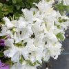 Rhododendron kiusianum 'Album' - pěnišník kiušijský