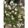 Rhododendron kiusianum 'Album' - pěnišník kiušijský