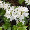 Rhododendron kiusianum 'Album' - pěnišník kiušijský