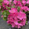 Rhododendron kiusianum 'Mai-ogi' - pěnišník kiušijský, azalka japonská