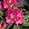 Rhododendron 'Mieszko' - pěnišník