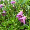 Rhododendron 'Myrtilloides' - pěnišník