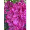 Rhododendron 'Nova Zembla' - pěnišník