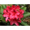 Rhododendron 'Nova Zembla' - pěnišník