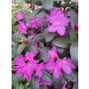 Rhododendron 'P.J.M. Elite' - pěnišník