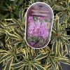 Rhododendron ponticum 'Variegatum' - pěnišník