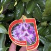 Rhododendron 'Rasputin' - pěnišník